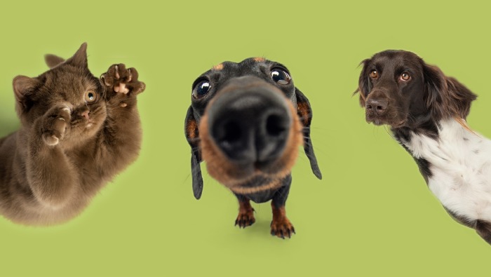 Digitális ökoszisztémát fejleszt a Fressnapf