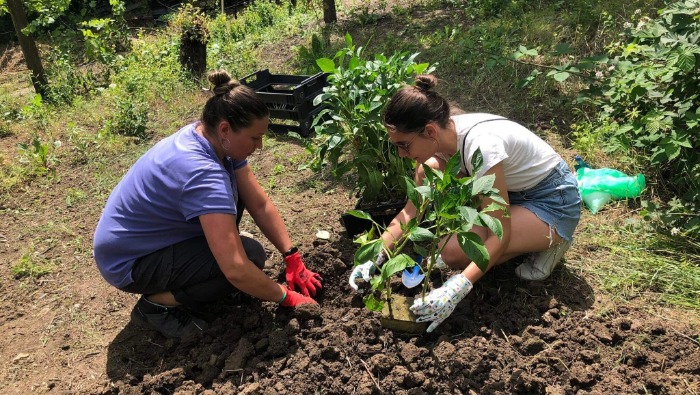 Terápiás kertek hajléktalanoknak