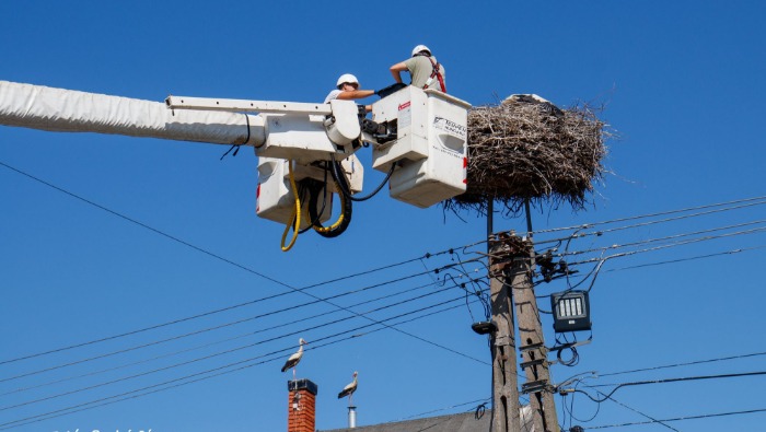 Rekordszámú gólyafióka gyűrűzésében segédkezett az E.ON