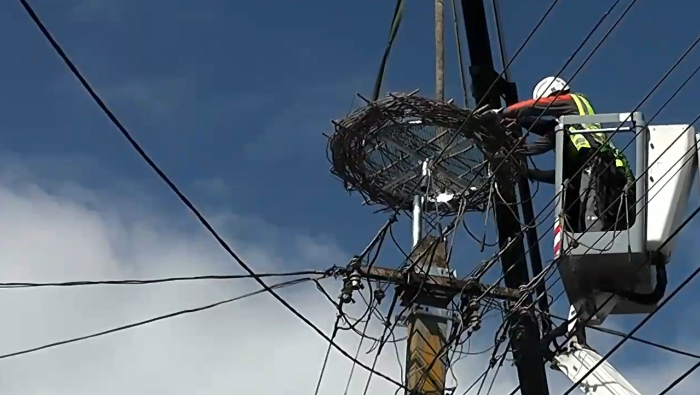 A gólyákat védi az E.ON