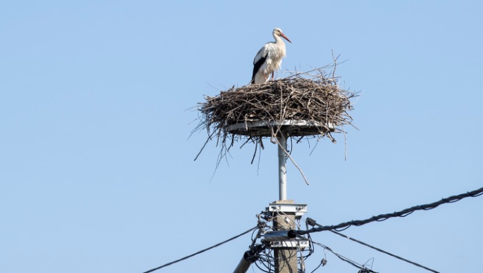 Közösen védi a madárvilágot az E.ON és a Duna-Ipoly Nemzeti Park