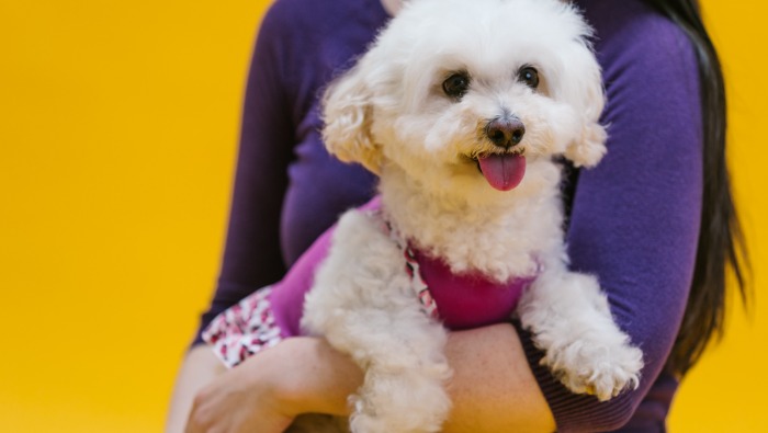 Yettel: Így intézz ügyeket a kutyáddal