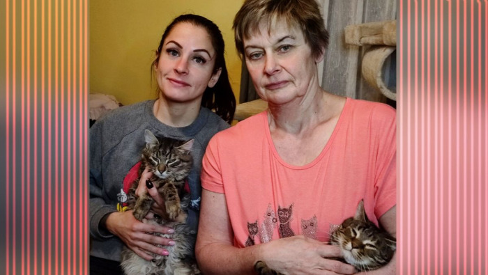 Fogadj örökbe egy cicát! – A Süti Állatotthon története